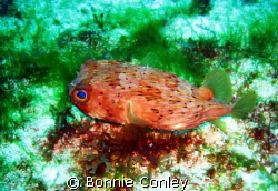 Small Balloonfish seen at Cancun May 2008.  He was only a... by Bonnie Conley 